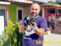 MİNYATÜR SCHNAUZER YAVRU 2