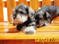 MİNYATÜR SCHNAUZER YAVRU 1