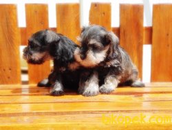 MİNYATÜR SCHNAUZER YAVRU 3
