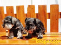 MİNYATÜR SCHNAUZER YAVRU 5