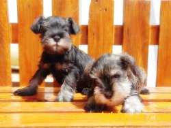 MİNYATÜR SCHNAUZER YAVRU 2