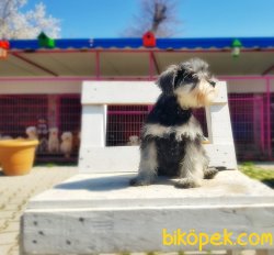 MİNYATÜR SCHNAUZER YAVRU 3