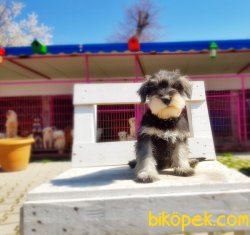 MİNYATÜR SCHNAUZER YAVRU 1