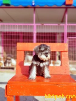 MİNYATÜR SCHNAUZER YAVRU 3