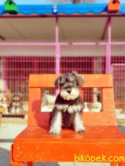MİNYATÜR SCHNAUZER YAVRU 4