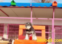 MİNYATÜR SCHNAUZER YAVRU 2