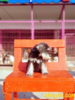 MİNYATÜR SCHNAUZER YAVRU 5