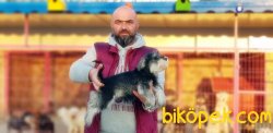 MİNYATÜR SCHNAUZER YAVRU 2