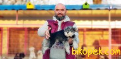 MİNYATÜR SCHNAUZER YAVRU 4