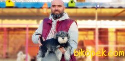 MİNYATÜR SCHNAUZER YAVRU 1