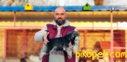 MİNYATÜR SCHNAUZER YAVRU 3