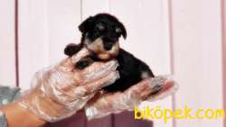 MİNYATÜR SCHNAUZER  YAVRU 4