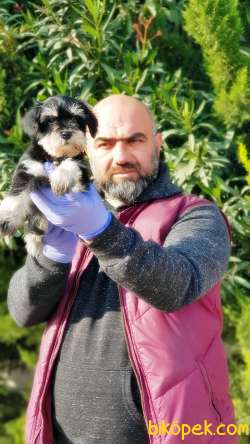 MİNYATÜR SCHNAUZER YAVRU 5