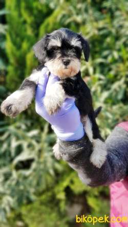 MİNYATÜR SCHNAUZER YAVRU 2
