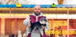 MİNYATÜR SCHNAUZER  YAVRU 5