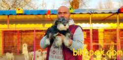 MİNYATÜR SCHNAUZER  YAVRU 4