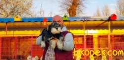 MİNYATÜR SCHNAUZER  YAVRU 1