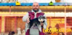 MİNYATÜR SCHNAUZER  YAVRU 3
