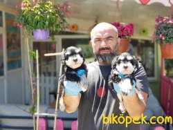 MİNYATÜR SCHNAUZER  YAVRU 1
