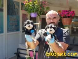 MİNYATÜR SCHNAUZER  YAVRU 4