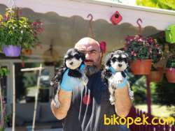MİNYATÜR SCHNAUZER  YAVRU 3