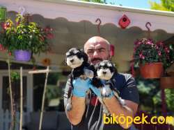 MİNYATÜR SCHNAUZER  YAVRU 5
