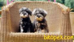 MİNYATÜR SCHNAUZER  YAVRU 1