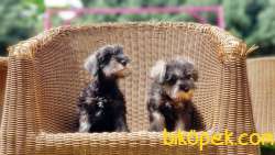 MİNYATÜR SCHNAUZER  YAVRU 3