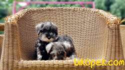 MİNYATÜR SCHNAUZER  YAVRU 4
