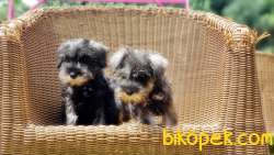 MİNYATÜR SCHNAUZER  YAVRU 2