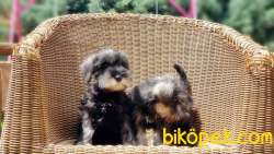 MİNYATÜR SCHNAUZER  YAVRU 5
