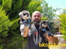 MİNYATÜR SCHNAUZER YAVRULAR 2