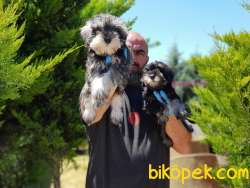 MİNYATÜR SCHNAUZER YAVRULAR 1