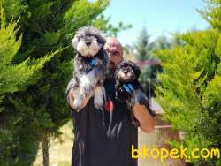 MİNYATÜR SCHNAUZER YAVRULAR 5