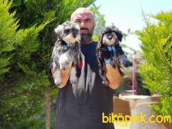 MİNYATÜR SCHNAUZER YAVRULAR 3