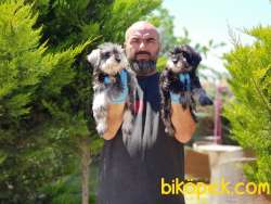 MİNYATÜR SCHNAUZER YAVRULAR 4