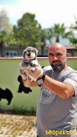 MİNYATÜR SCHNAUZER YAVRULAR 2