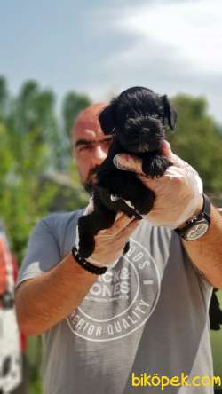 MİNYATÜR SCHNAUZER YAVRULAR 5