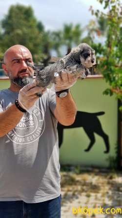 MİNYATÜR SCHNAUZER YAVRULAR 3