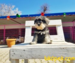 TÜRKİYE DE TEK ÜRETİCİSİNDEN  MİNYATÜR SCHNAUZER YAVRULAR 3