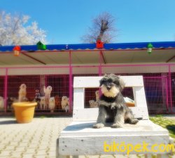 TÜRKİYE DE TEK ÜRETİCİSİNDEN  MİNYATÜR SCHNAUZER YAVRULAR 2