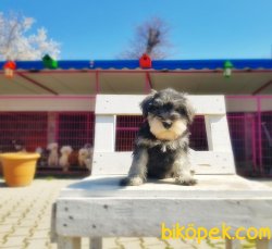 TÜRKİYE DE TEK ÜRETİCİSİNDEN  MİNYATÜR SCHNAUZER YAVRULAR 1