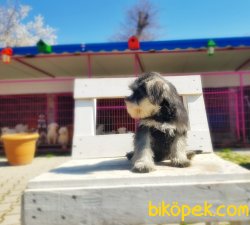 TÜRKİYE DE TEK ÜRETİCİSİNDEN  MİNYATÜR SCHNAUZER YAVRULAR 4