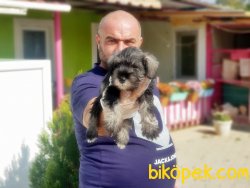 MİNYATÜR SCHNAUZER YAVRUMUZ TESLİME HAZIR 3