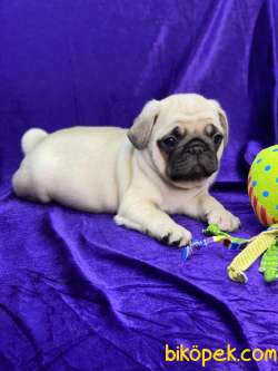 MOPS PUG 4