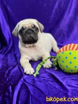 MOPS PUG 3