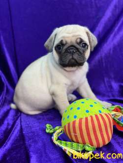 MOPS PUG 1
