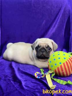 MOPS PUG 2