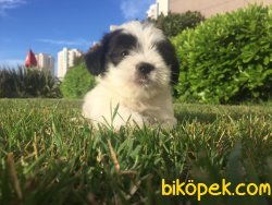 Morkie 2