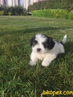 Morkie 3